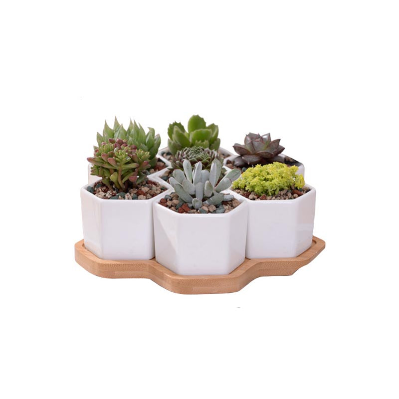 Wild Wood Mini Hexagon Pots - Pots & Planters - Luxus Heim