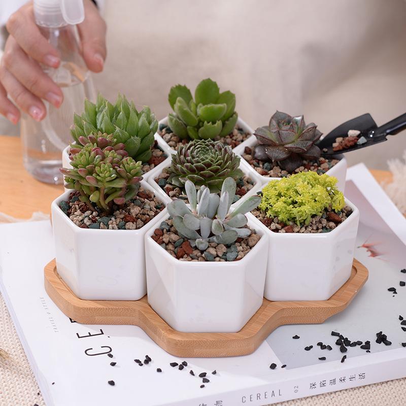 Wild Wood Mini Hexagon Pots - Pots & Planters - Luxus Heim