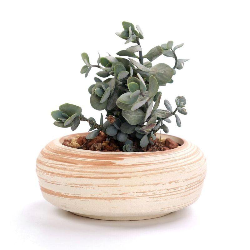 Mini Striped Succulent Flower Pots - Pots & Planters - Luxus Heim