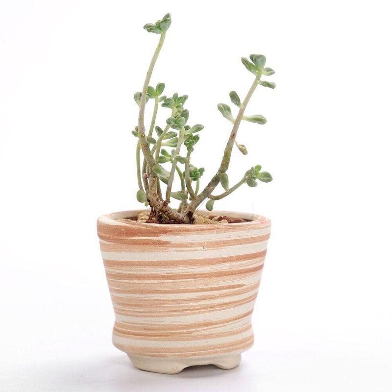 Mini Striped Succulent Flower Pots - Pots & Planters - Luxus Heim