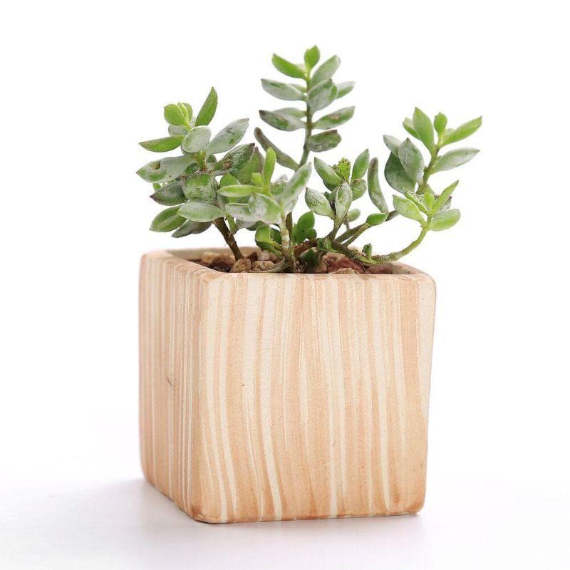 Mini Striped Succulent Flower Pots - Pots & Planters - Luxus Heim