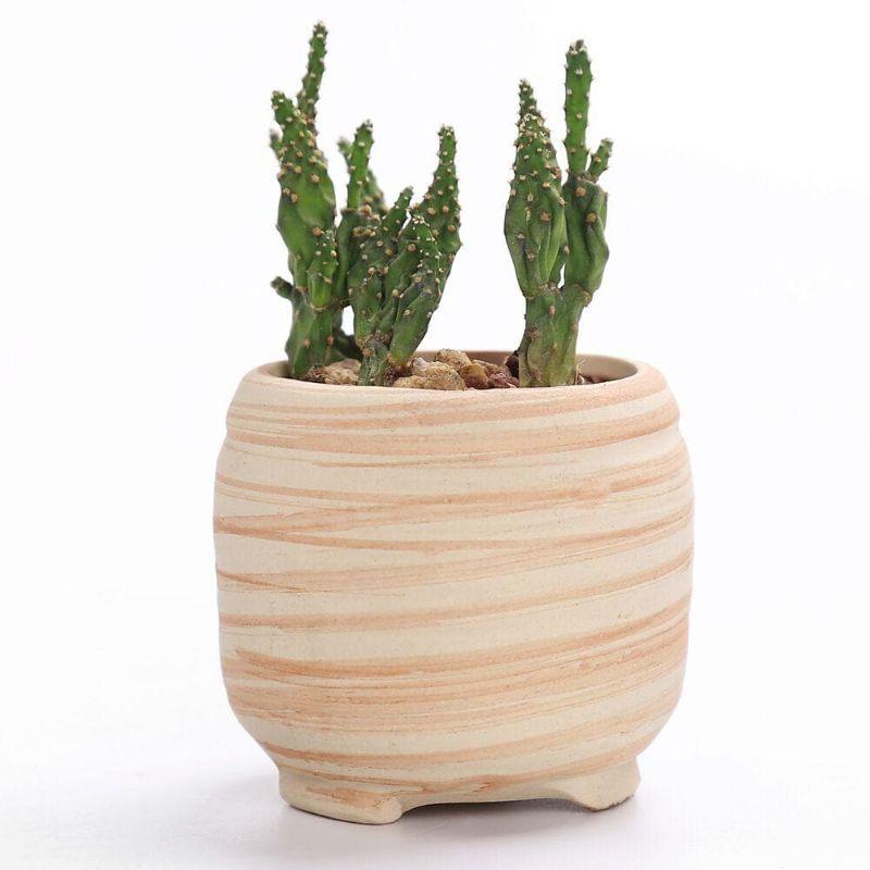 Mini Striped Succulent Flower Pots - Pots & Planters - Luxus Heim