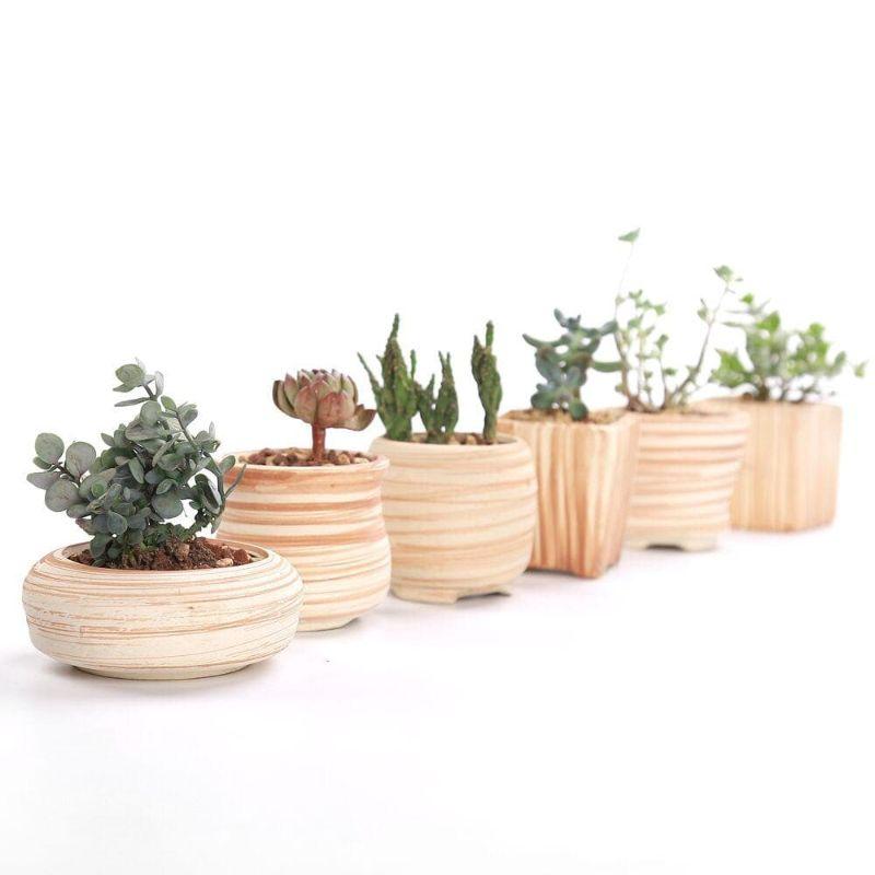 Mini Striped Succulent Flower Pots - Pots & Planters - Luxus Heim