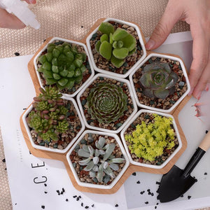 Wild Wood Mini Hexagon Pots - Pots & Planters - Luxus Heim