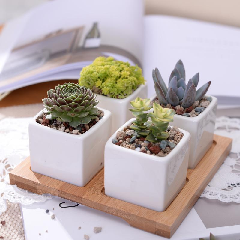 Wild Wood Mini Square Pots - Pots & Planters - Luxus Heim